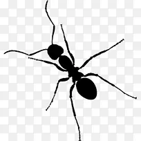 蚂蚁 昆虫 黑花园蚂蚁