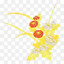 花卉设计 特兰斯瓦尔雏菊 菊花