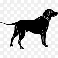 拉布拉多猎犬 金毛猎犬 猎犬