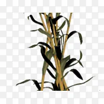 玉米 植物茎 花