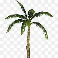 椰子 巴巴苏 亚洲棕榈树