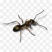 蚂蚁 地甲虫 甲虫