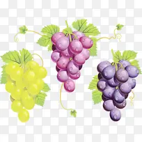 葡萄 葡萄酒 无籽水果