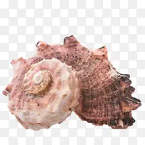 贝壳 肖像 海螺