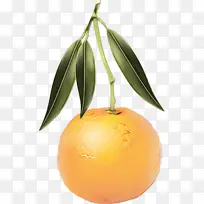 克莱门汀 橘子 柑橘