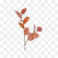 花瓣 植物茎 叶