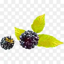 黑莓 黑莓派 水果