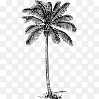 棕榈树 椰子树 剪影