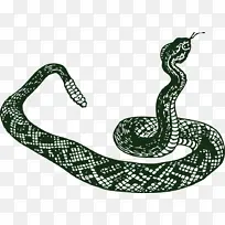 蛇 绘画 毒蛇