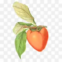 番茄 柿子 水果