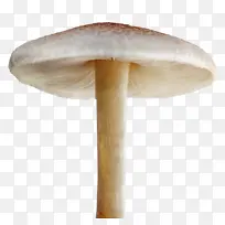 蘑菇 菌类 服装