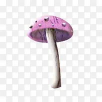 紫色 蘑菇色 珠宝色