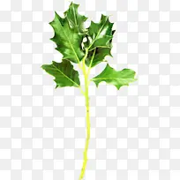 树枝 植物茎 梧桐