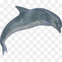 海豚 网页设计 鲸鱼