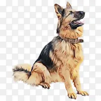 小狗 老德国牧羊犬 黄金猎犬