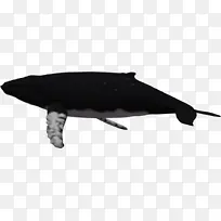 鲸鱼 海豚 座头鲸