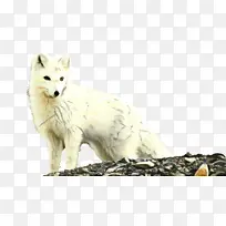 北极狐 狐狸 纸