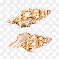 小号 贝壳 海螺