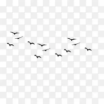 鸟类 燕子 鸟类飞行