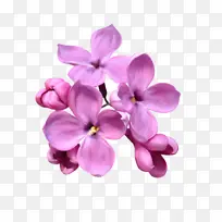 紫丁香 花 颜色