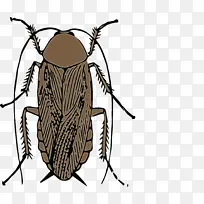 蟑螂 甲虫 美洲蟑螂