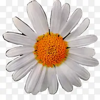 牛眼雏菊 雏菊科 菊花