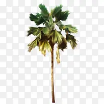棕榈树 墨西哥扇形棕榈 槟榔棕榈