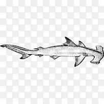 鲨鱼 大白鲨 软骨鱼