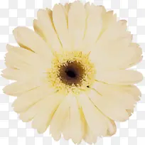 特兰斯瓦尔雏菊 黄色 白色