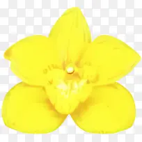 水仙 黄色 花瓣