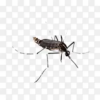 蚊子 基孔肯雅病毒感染 蚊子角病