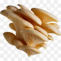 蘑菇 牡蛎蘑菇 食用菌