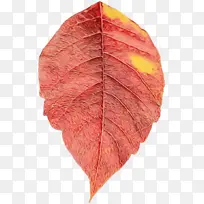 叶子 红色 橙色