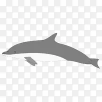 短嘴海豚 白嘴海豚 粗齿海豚