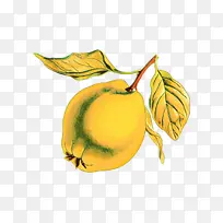 昆虫 梨 叶