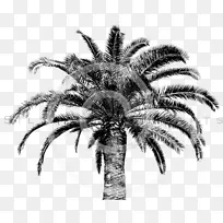 棕榈树 墨西哥扇棕榈树 树