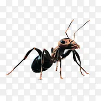 昆虫 膜 蚂蚁