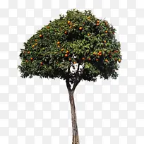 柑橘 水果 树