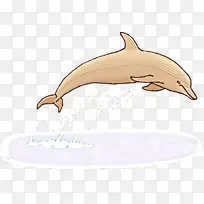 海豚 喙 宽吻海豚