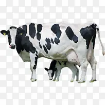 荷斯坦弗里西亚牛 小牛 泽西牛