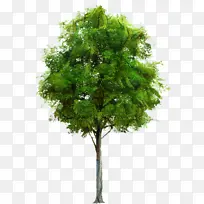 树 网页设计 植物