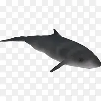 粗齿海豚 白嘴海豚 海豚