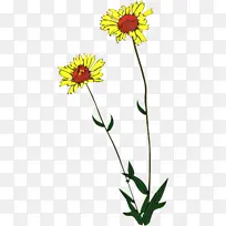 菊花 牛眼菊 切花