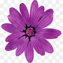 菊花 切花 紫色