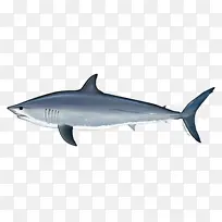大白鲨 琉球群岛 鱼类