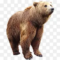 熊 阿拉斯加半岛棕熊 灰熊