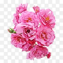 粉色花朵 玫瑰 花朵