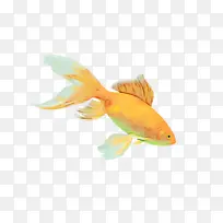 金鱼 红鳍金鱼 喂食鱼