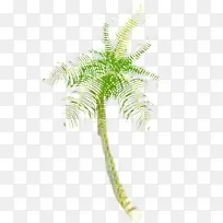 椰子 椰枣 植物茎