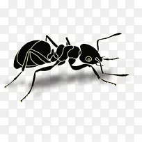蚂蚁 昆虫 蚁后